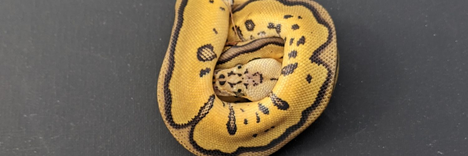Snakeman banner