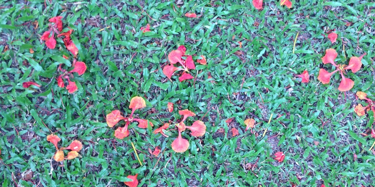 Kelly McCarthy banner