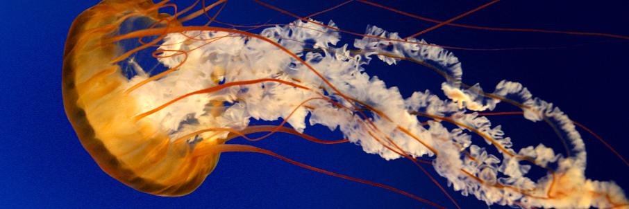 pilott2000's profile banner image