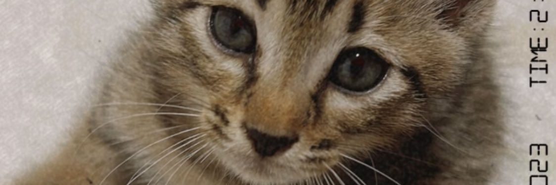 whoisoleha2's profile banner image