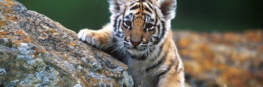 Niyetsizsche's profile banner image