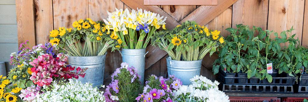 EBFarmStand's profile banner image