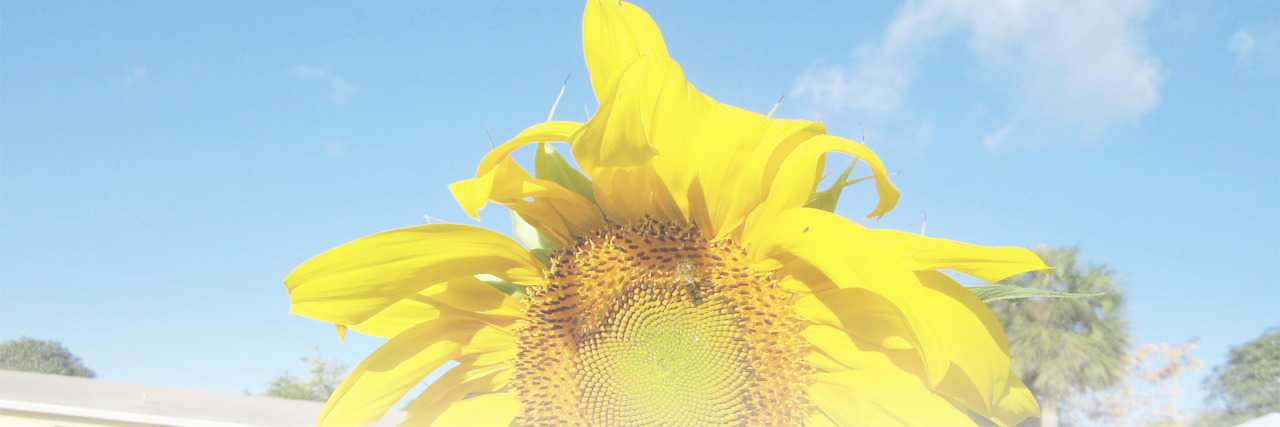 ThePATCHGarden's profile banner image