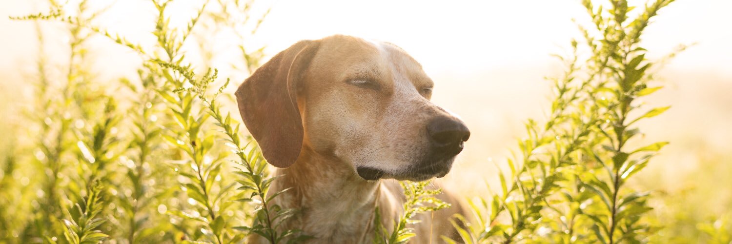 Theron Humphrey banner