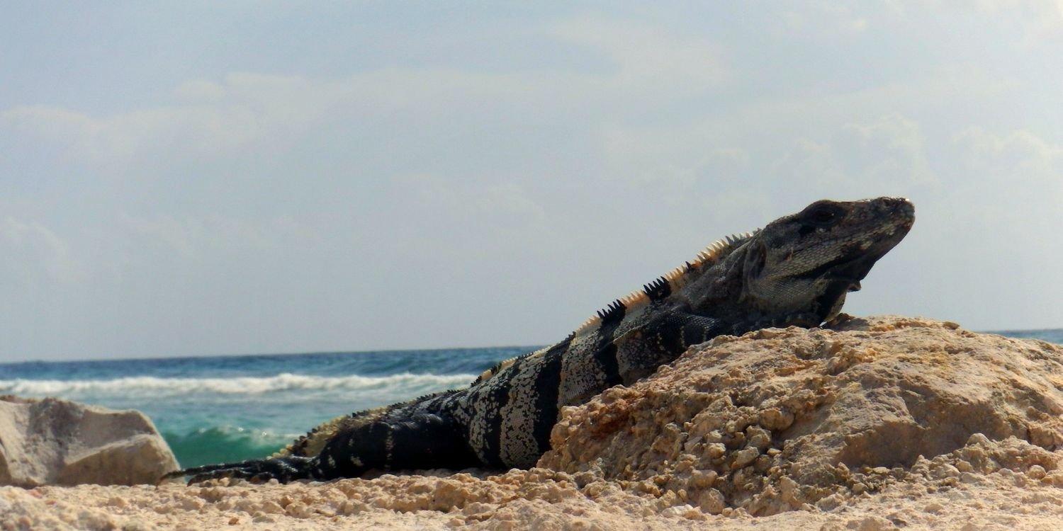 ajvctrindade's profile banner image