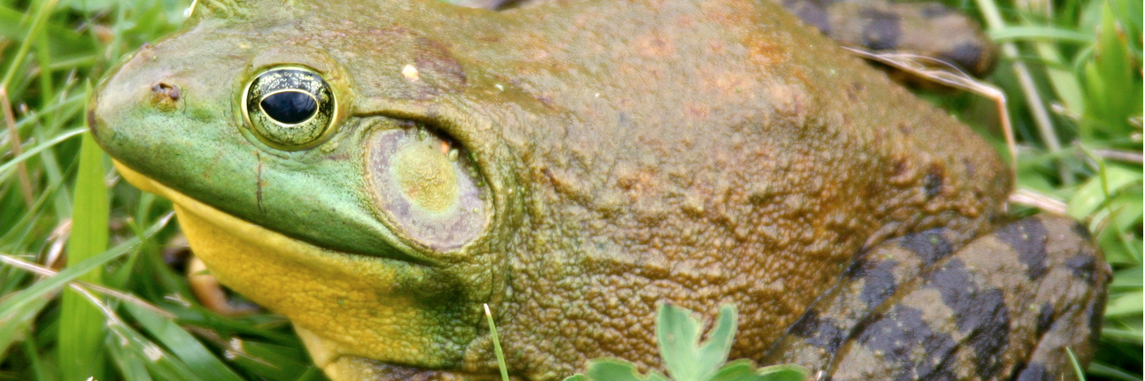 KU biodiversity banner