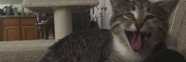 tanyaa_'s profile banner image