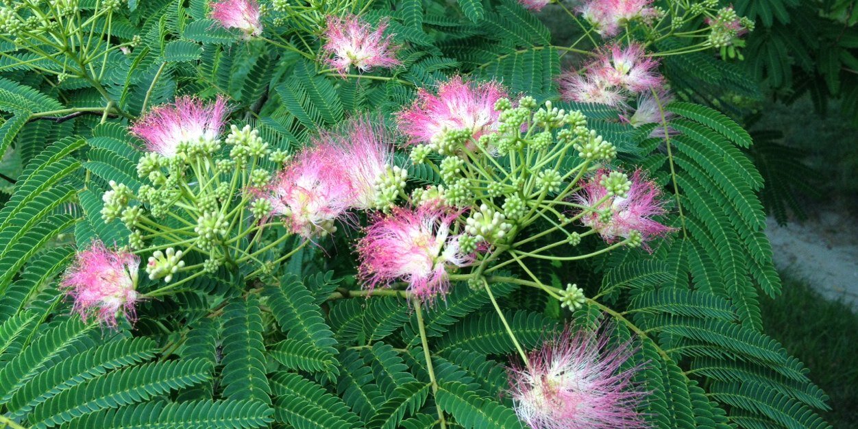 Elizabeth Pawlowski banner