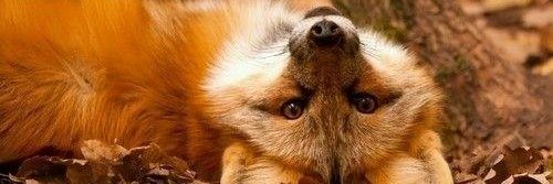 Quayfox's profile banner image