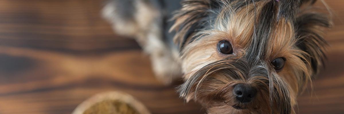YorkieRescue1's profile banner image