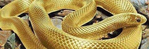 Carminhasaw's profile banner image