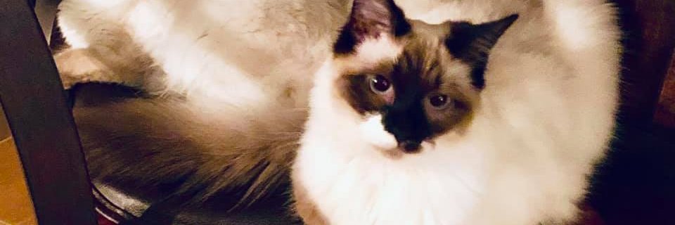 ChrisPilgrim4's profile banner image