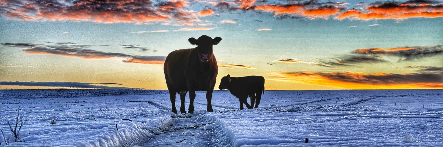 Red Angus America banner