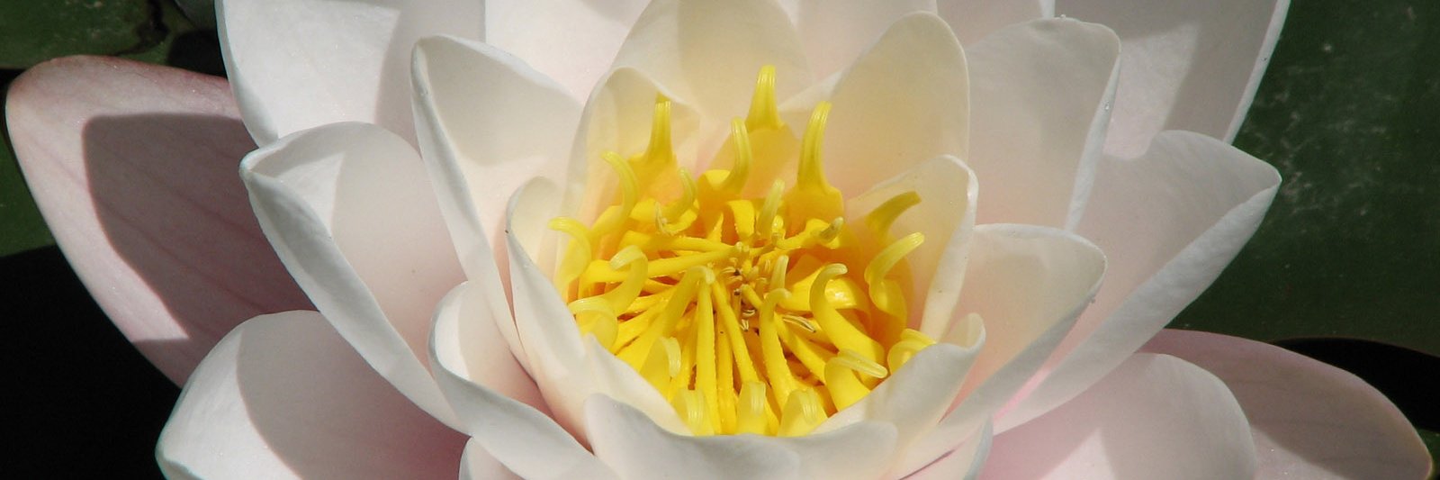 Andrew Cheung banner