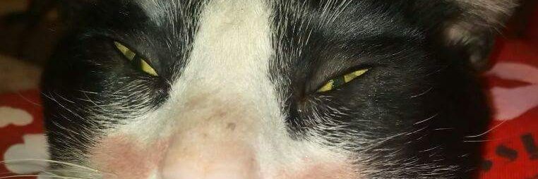 ASPROOgempio's profile banner image