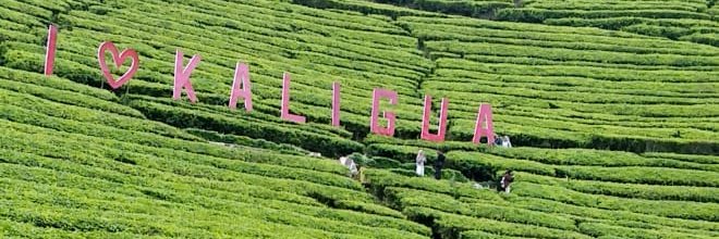kalemgus's profile banner image