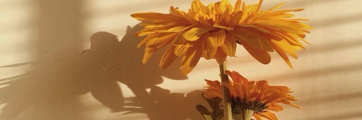 ItsArmani1's profile banner image
