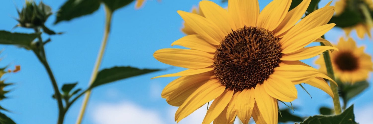 manuh_schaffer's profile banner image