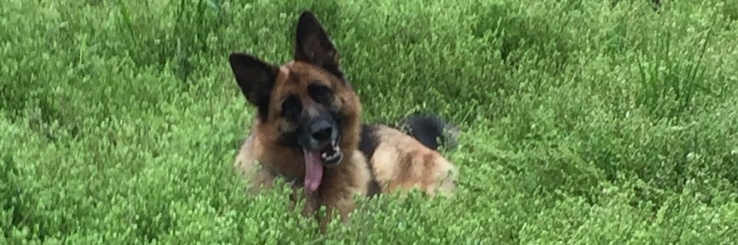 Cloddolo's profile banner image