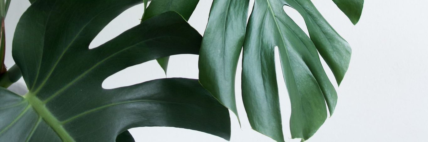 soulosophy's profile banner image