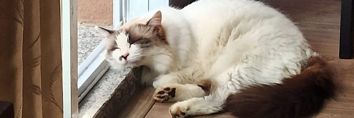 pamplonando's profile banner image