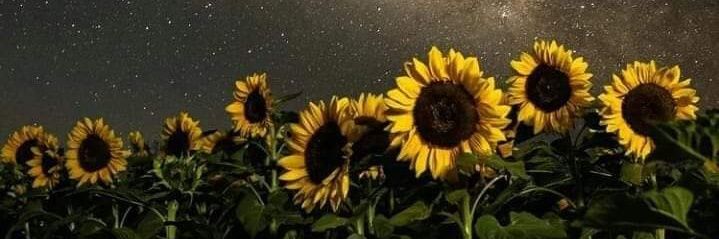 Srita_Ann's profile banner image