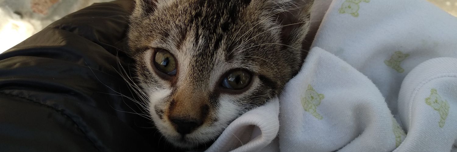 luciabr_'s profile banner image
