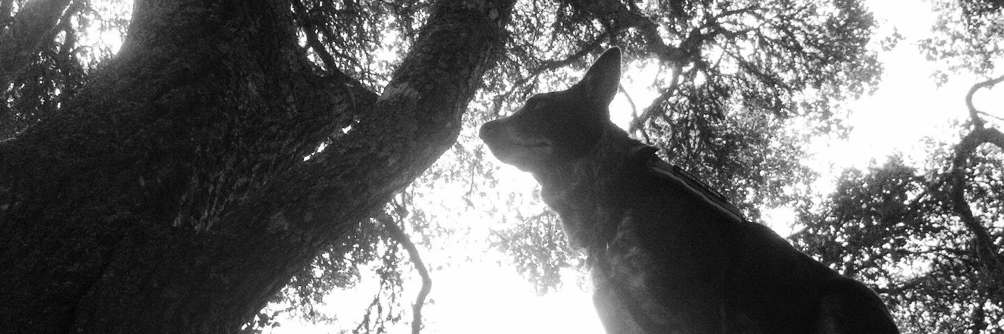 GoodDogHazel's profile banner image