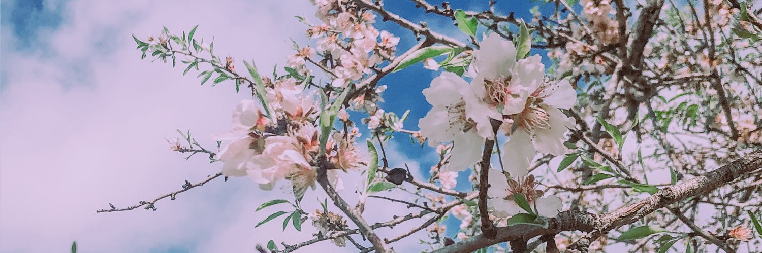 dricapentas's profile banner image