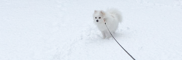 흰둥이 banner