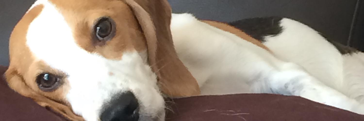 DawnMeldrum's profile banner image