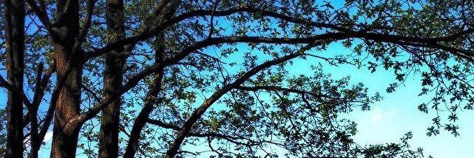 Chely Lima banner