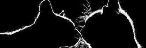 epplife's profile banner image