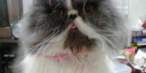 perusya0128's profile banner image