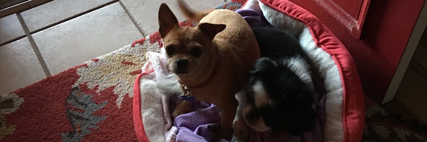 LitlChicsMom's profile banner image