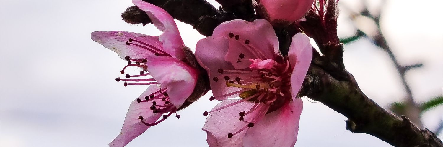 comuniana's profile banner image