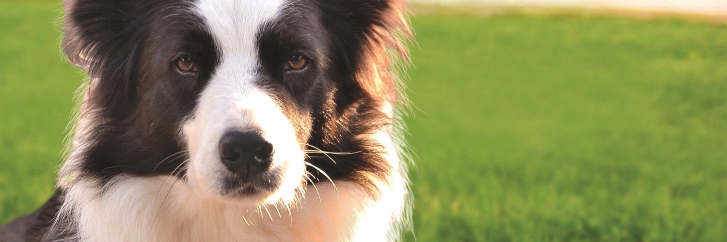 HealthExtension's profile banner image