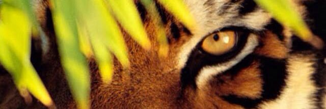 superoinali's profile banner image
