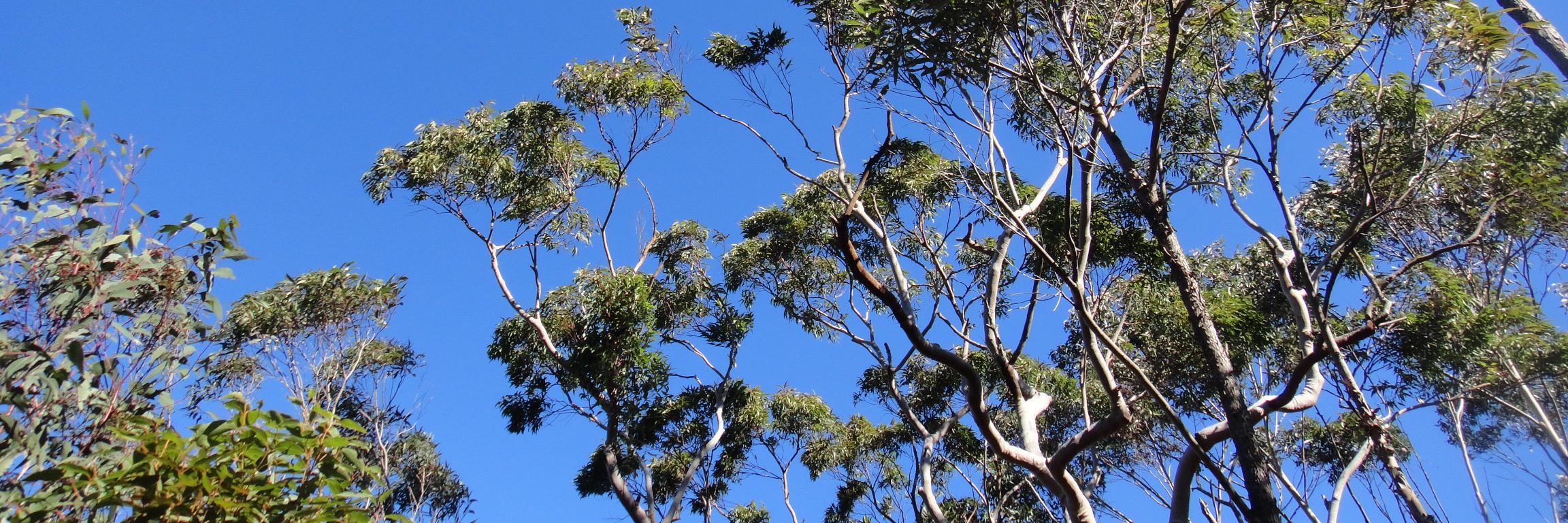 eMAST_aus's profile banner image