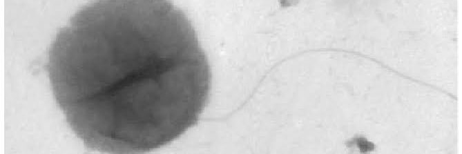 ju_opitutus's profile banner image