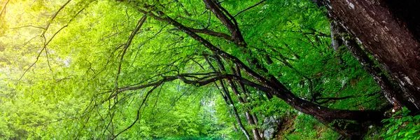 KellyRose47's profile banner image