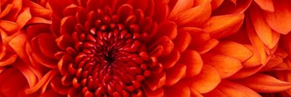 erocklewitz Profile Banner