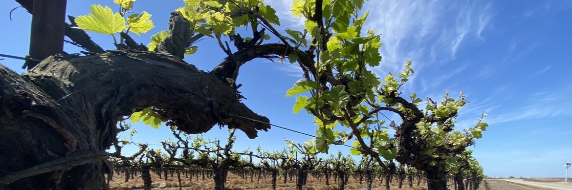 Katie Siegfried banner