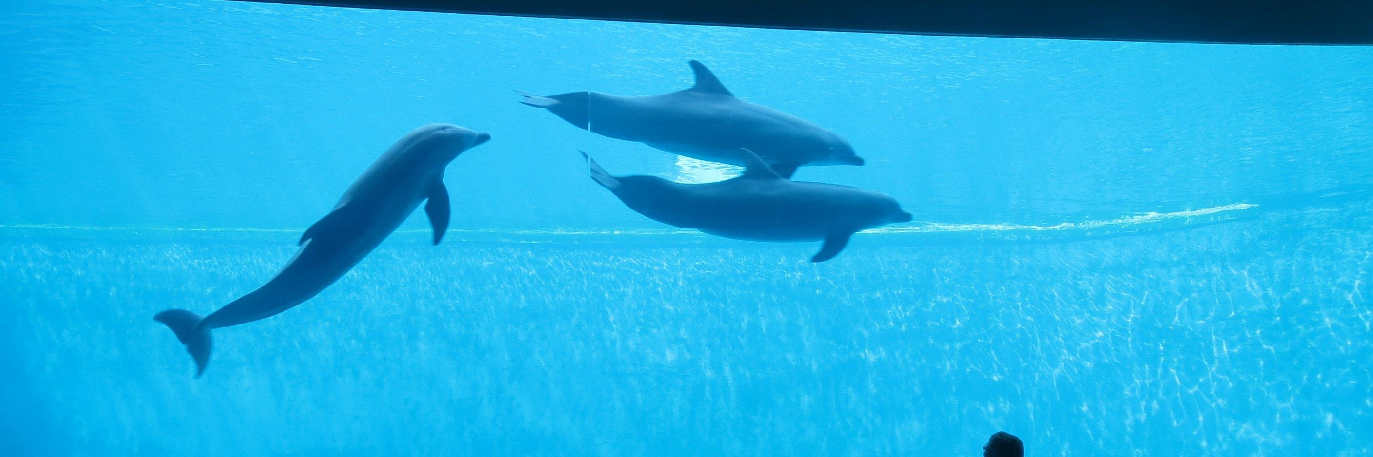 Anne-Kathrin Menger banner