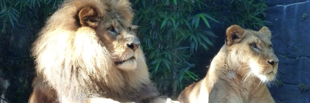 brownsugaarrrr's profile banner image