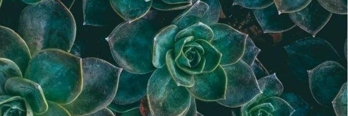 MrsSchulze20's profile banner image