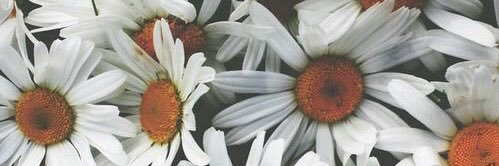 _meganslife's profile banner image
