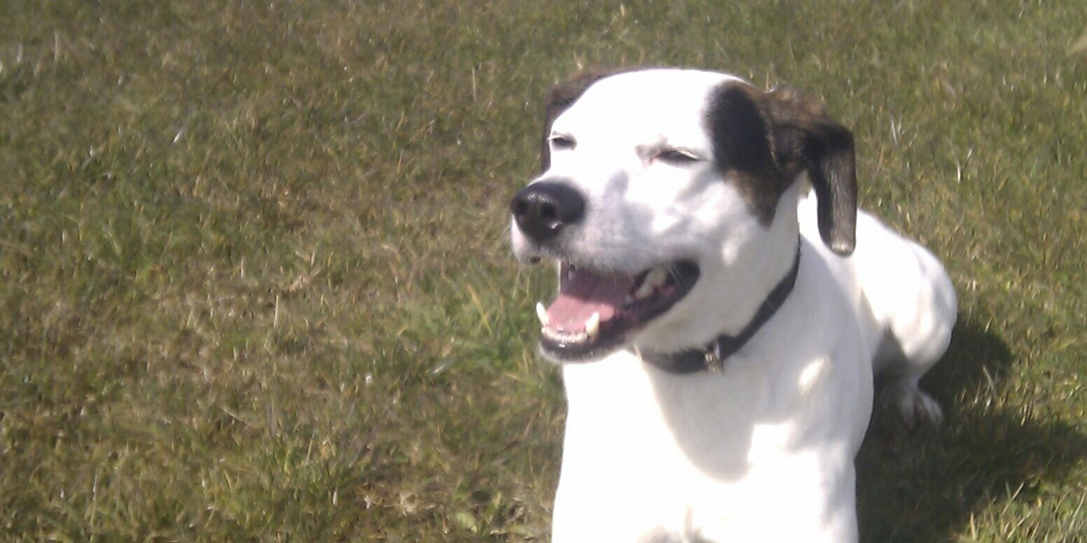 Anthony Flood banner