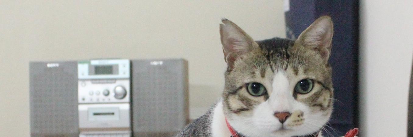 thapsnavy's profile banner image