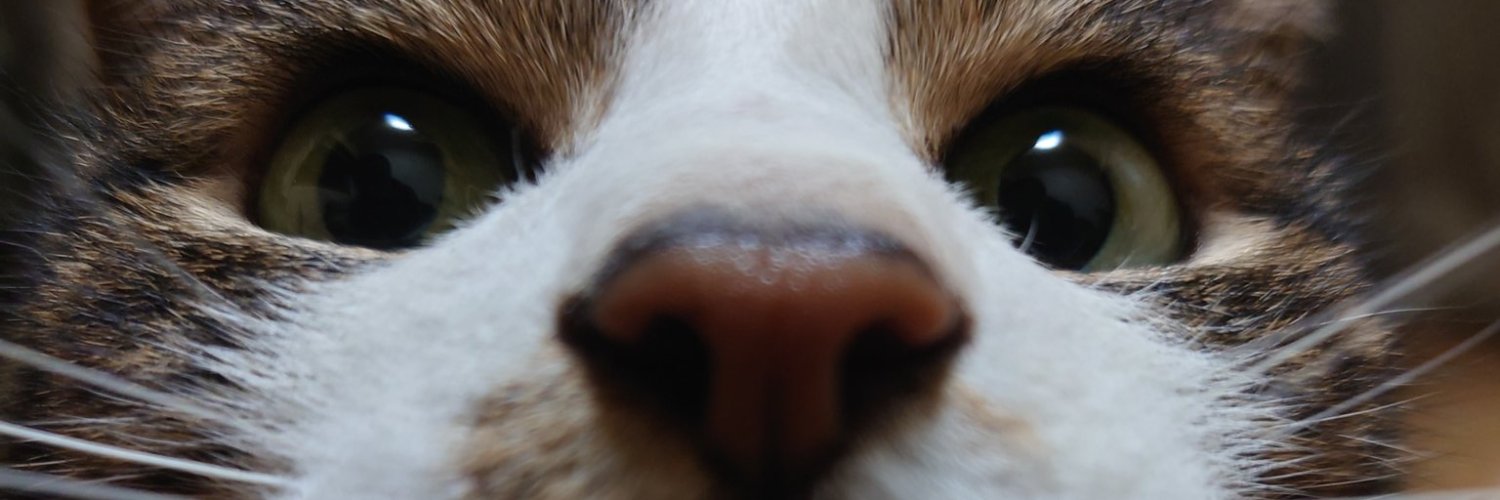 chokayub's profile banner image